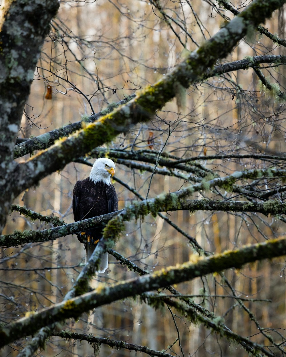 bald eagle on tree