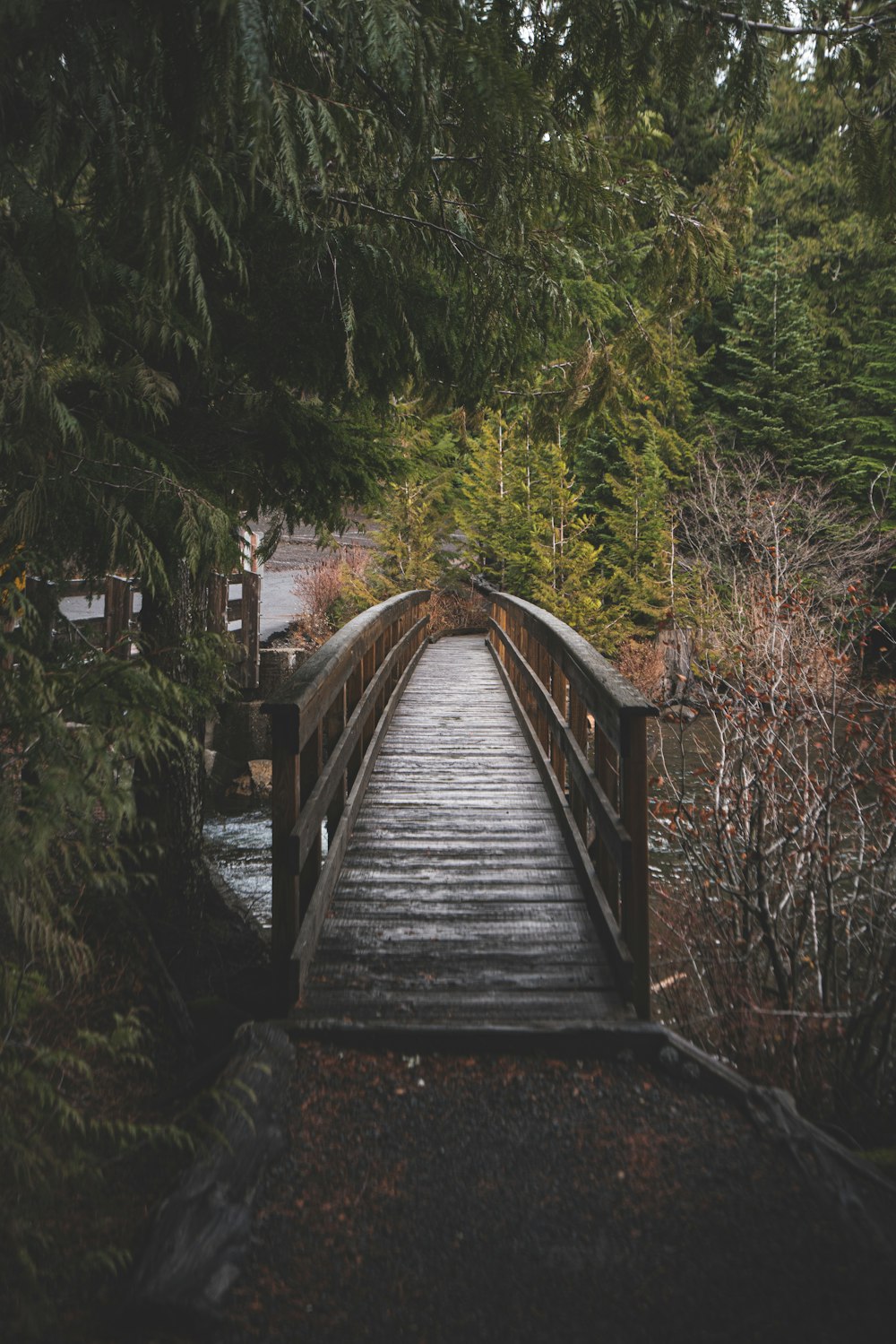 brown wooden bridge above water near trees during day