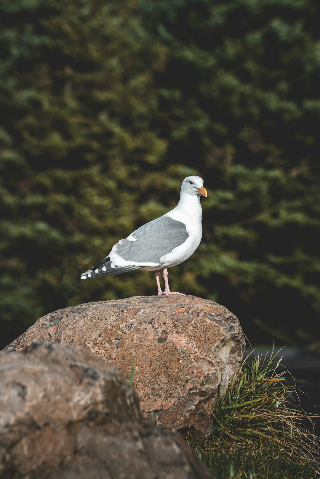 white and grey bird on stone