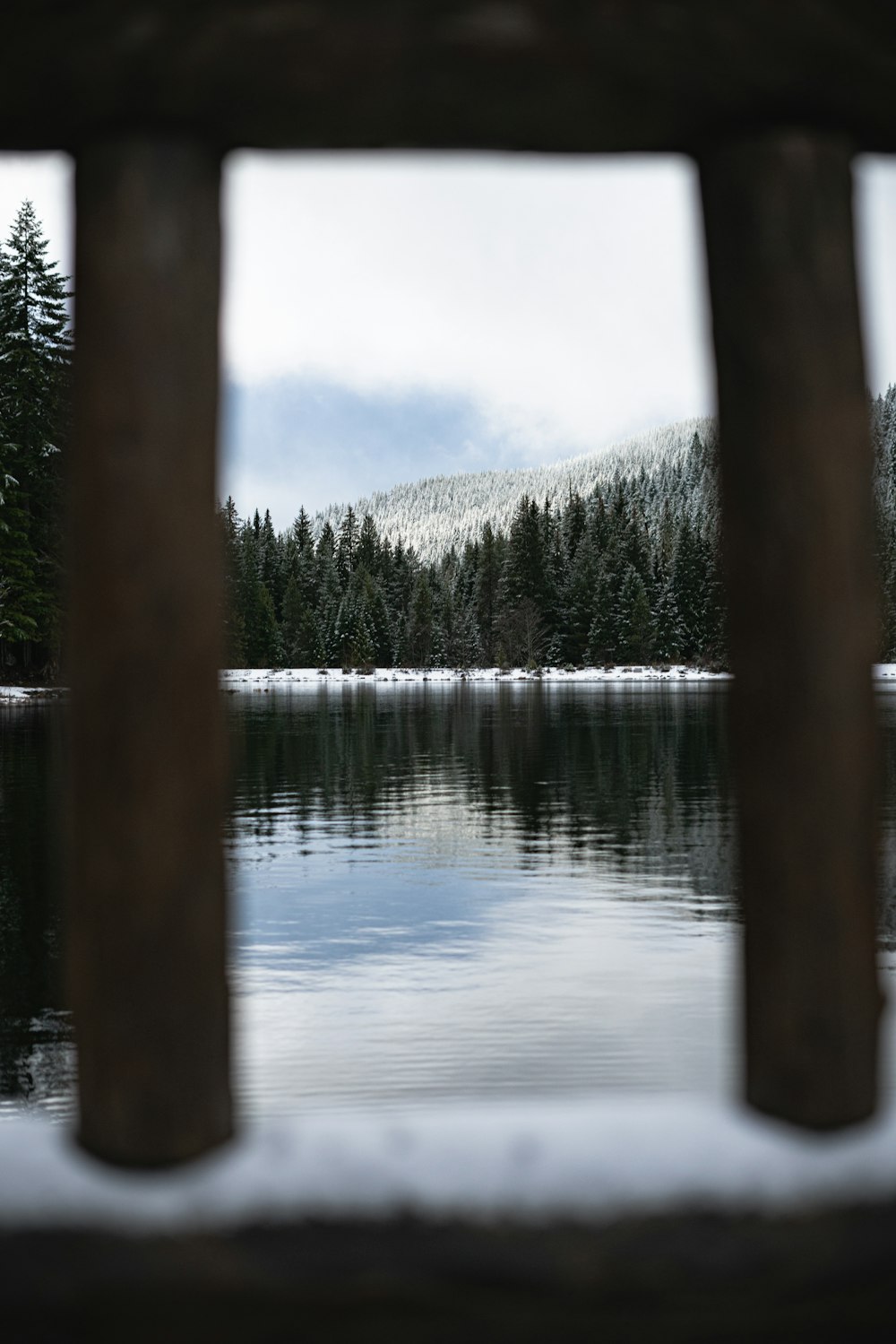 body of water and forest during day