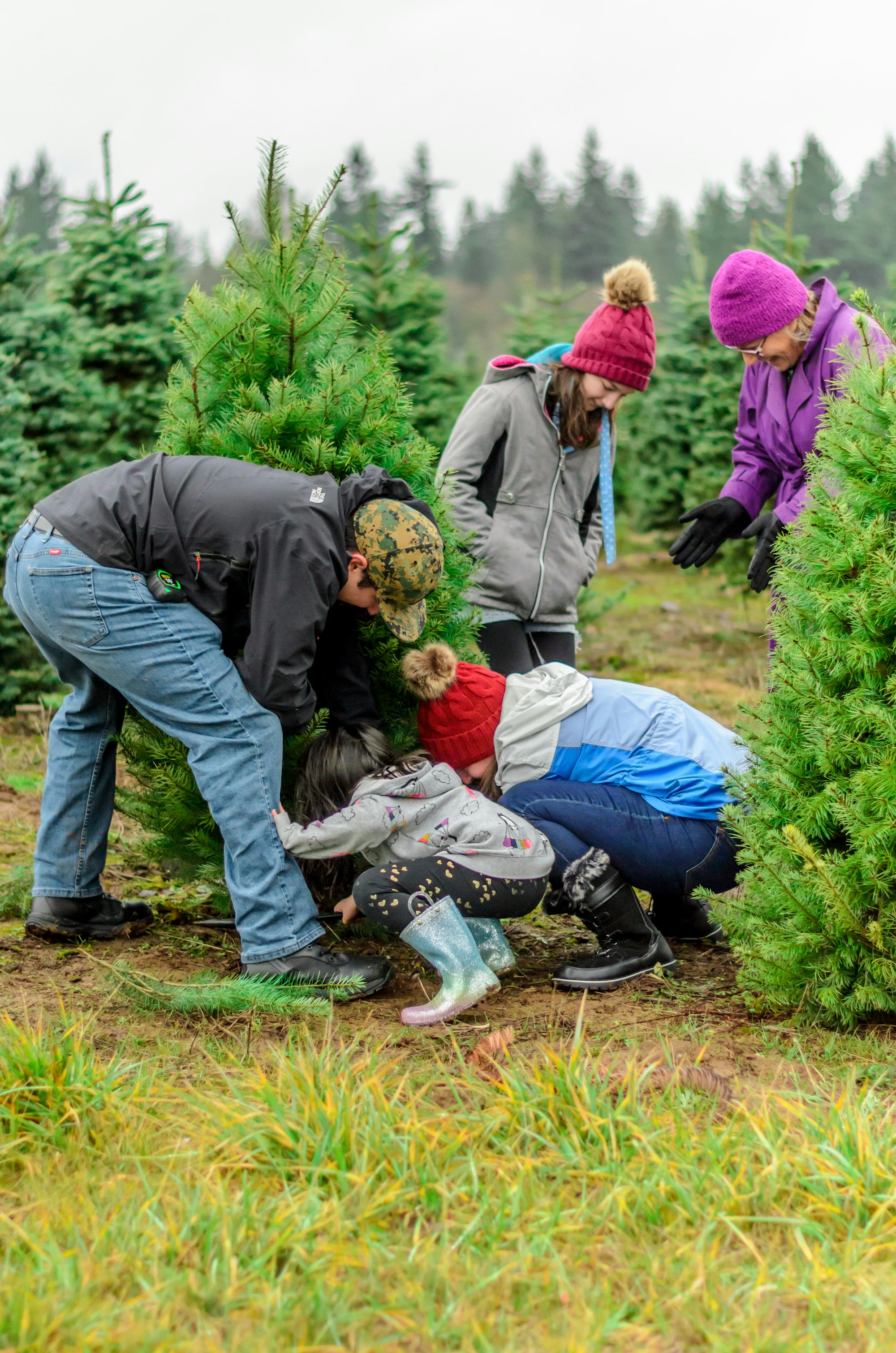 Family cutting down a tree at a Christmas tree farm