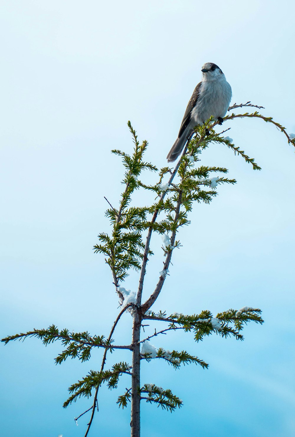 selective focus photography of gray bird on tree