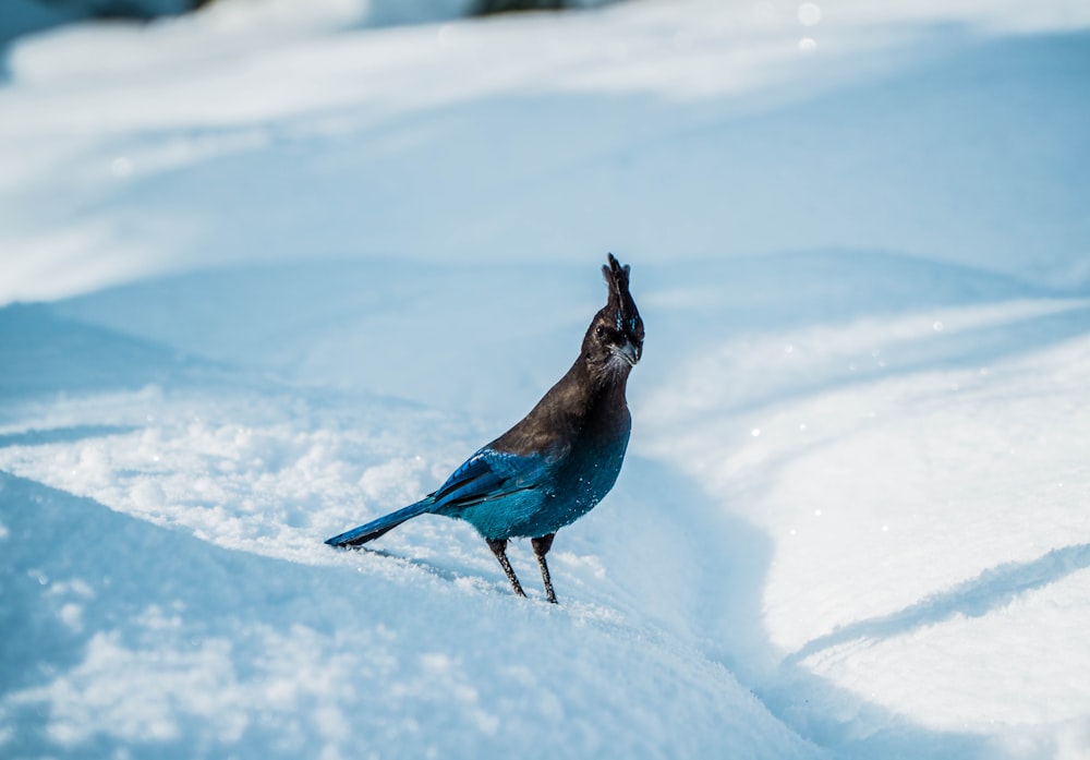 selective focus photography of bird on blue and black bird