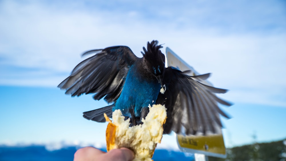 person holding out bread on black and blue bird