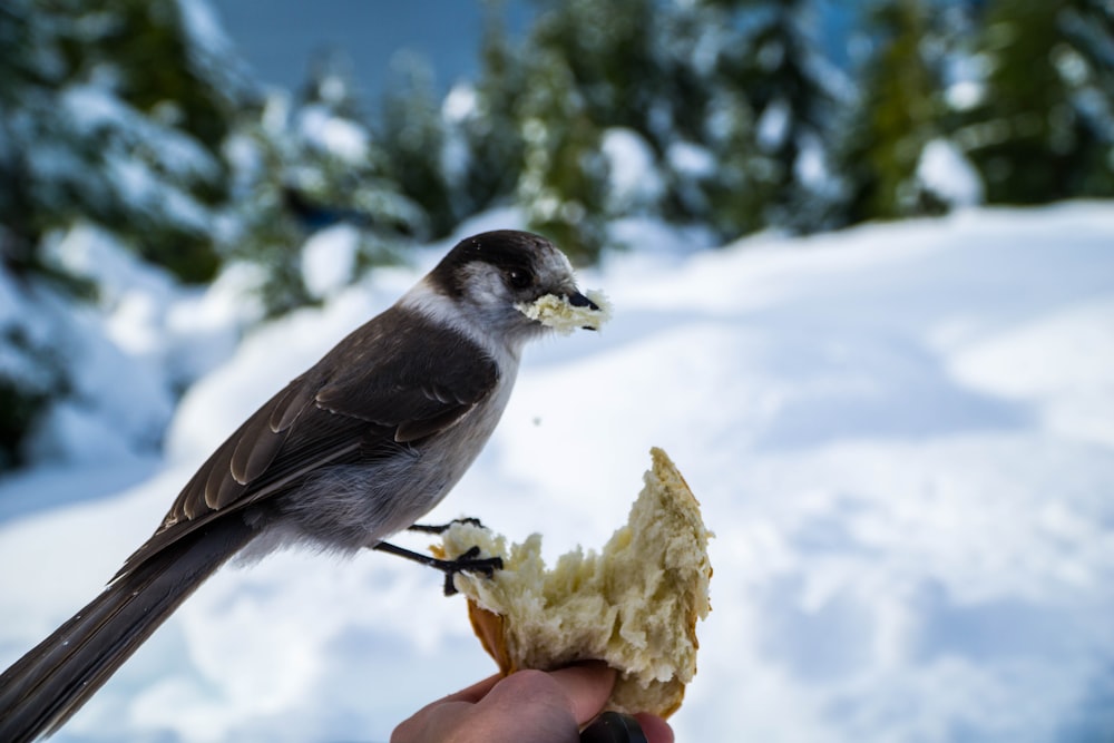 macro photography of brown and white small-beaked bird