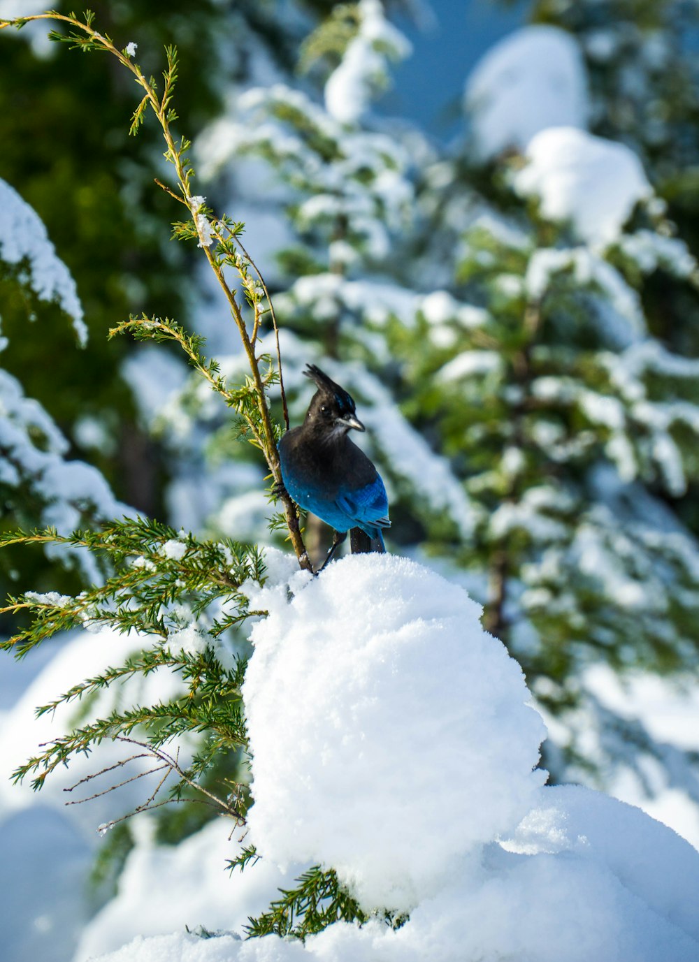 selective focus photography of blue and black bird on snow