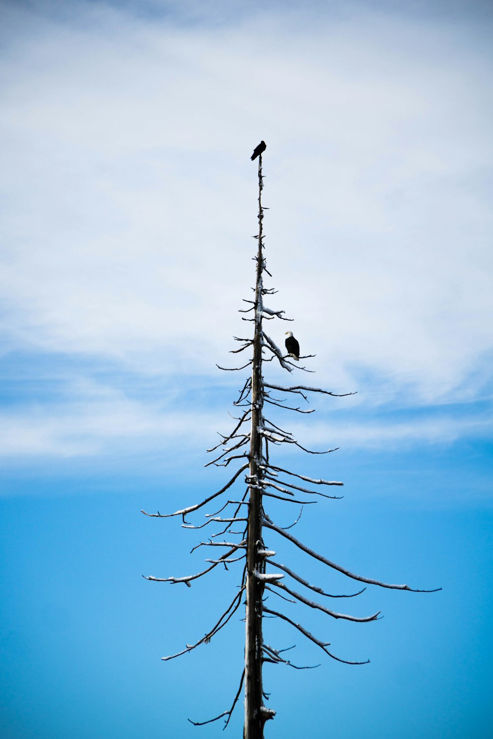 bald eagle on bare tree under white and blue sky