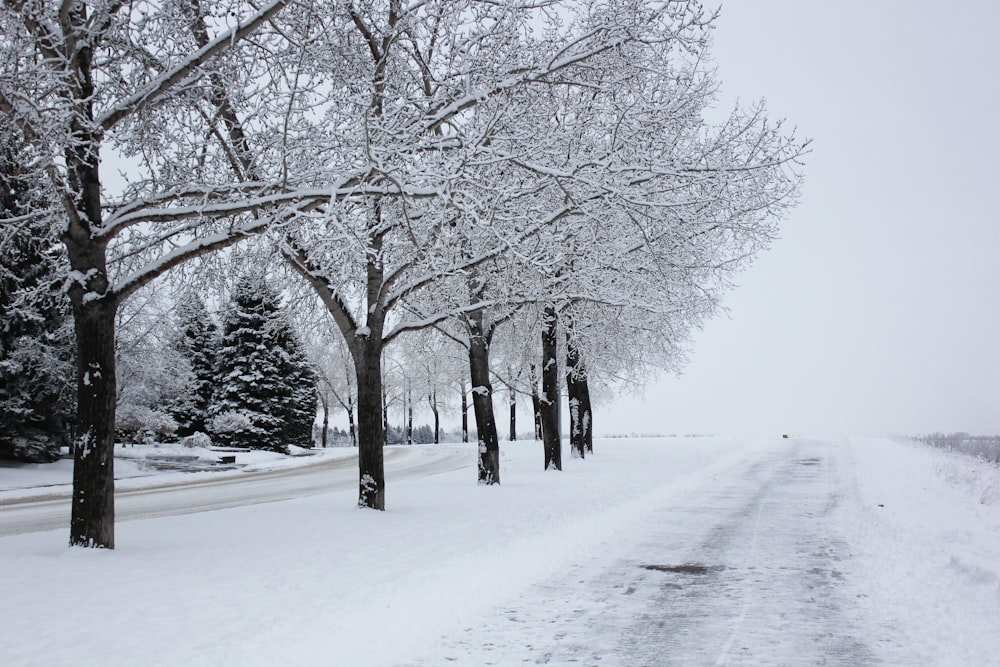 grayscale photography of field and trees covered with snow