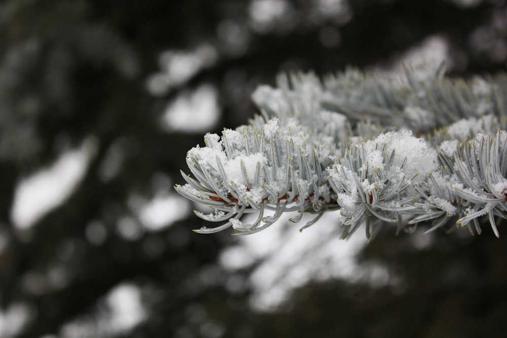 grayscale photography of cluster flower