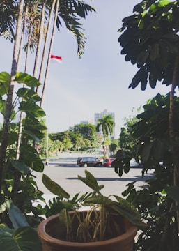 A small potted plant sits at the forefront, surrounded by taller lush greenery. A road and parked vehicles are visible in the background, leading towards a more open area with urban buildings and a fountain. A flagpole with a red and white flag stands prominently among the backdrop of the blue sky.