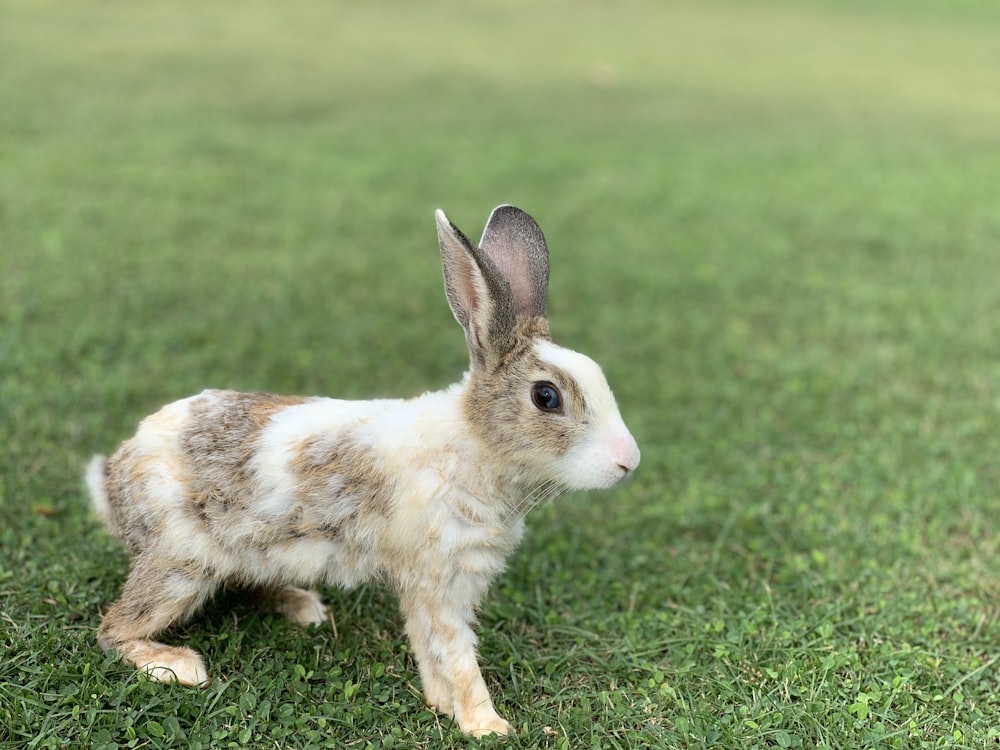 gray and white rabbit on grass