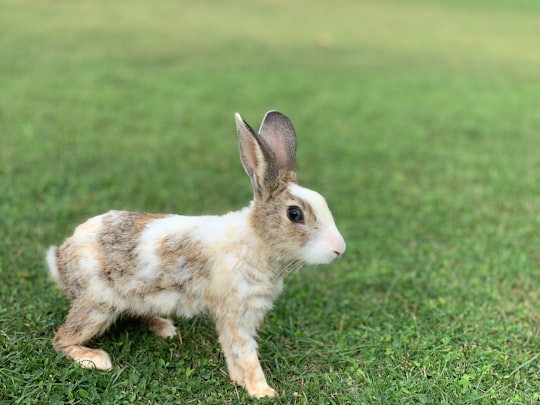 gray and white rabbit on grass in Pondicherry India