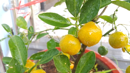 A close-up view of small, ripe yellow-orange fruits with water droplets on their surface, attached to a plant with glossy green leaves. The plant is in a red pot, and the background features a blurred indoor setting, including a metal railing and tiled floor.