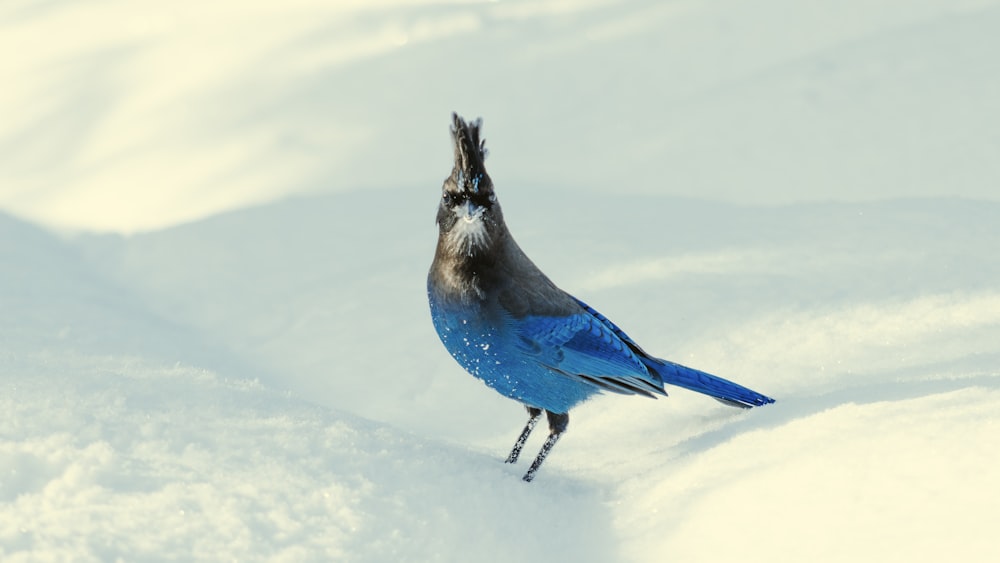 blue and black bird on snow