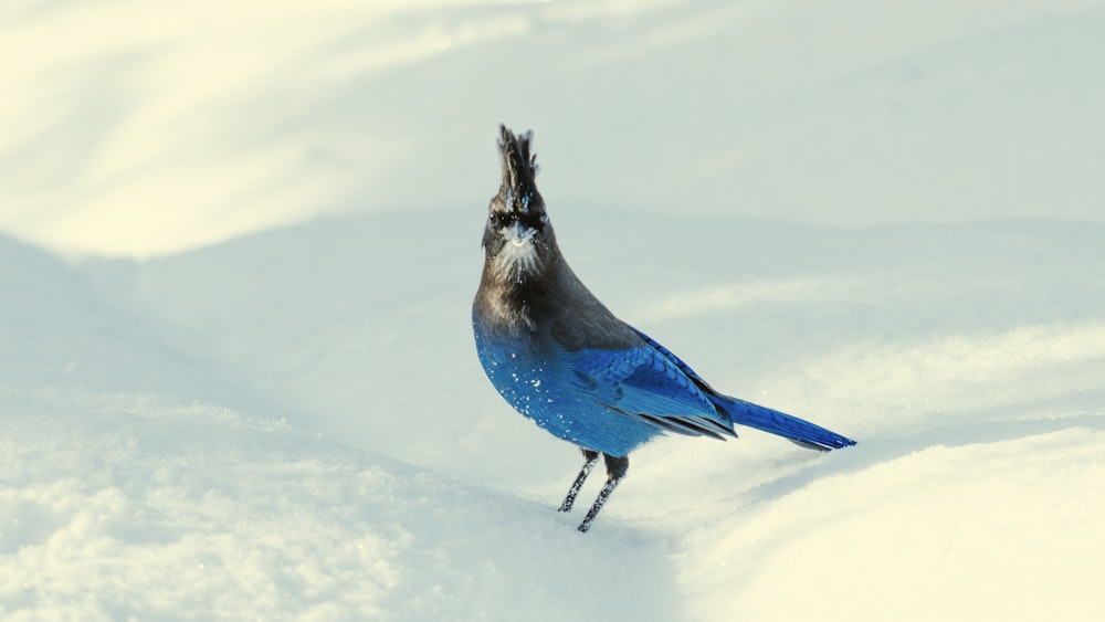 pájaro azul y negro en la nieve