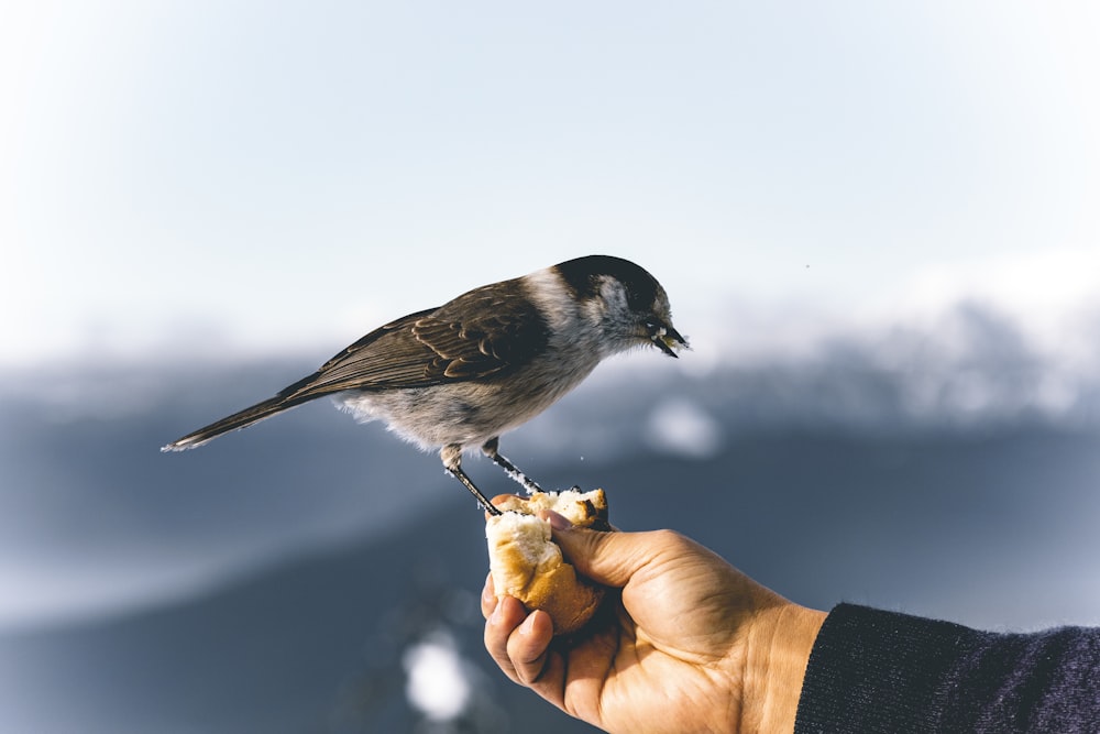 bird perching on bread