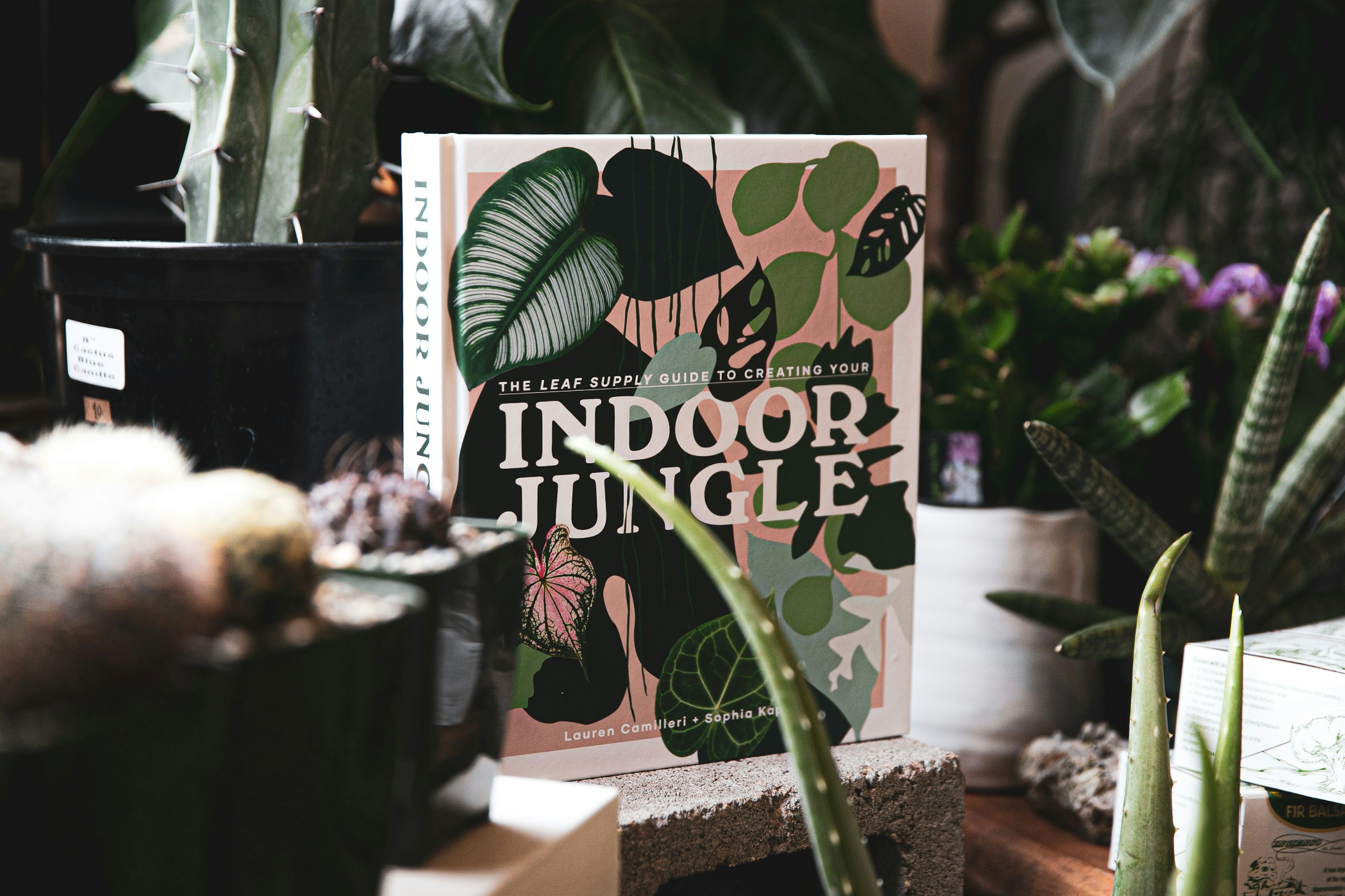 Indoor jungle book