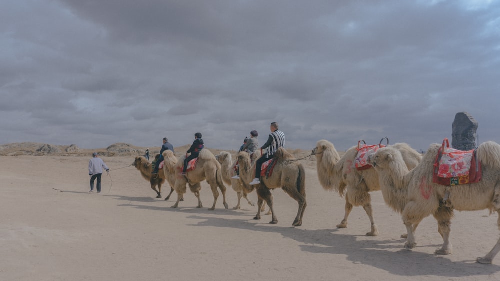 people riding on camels