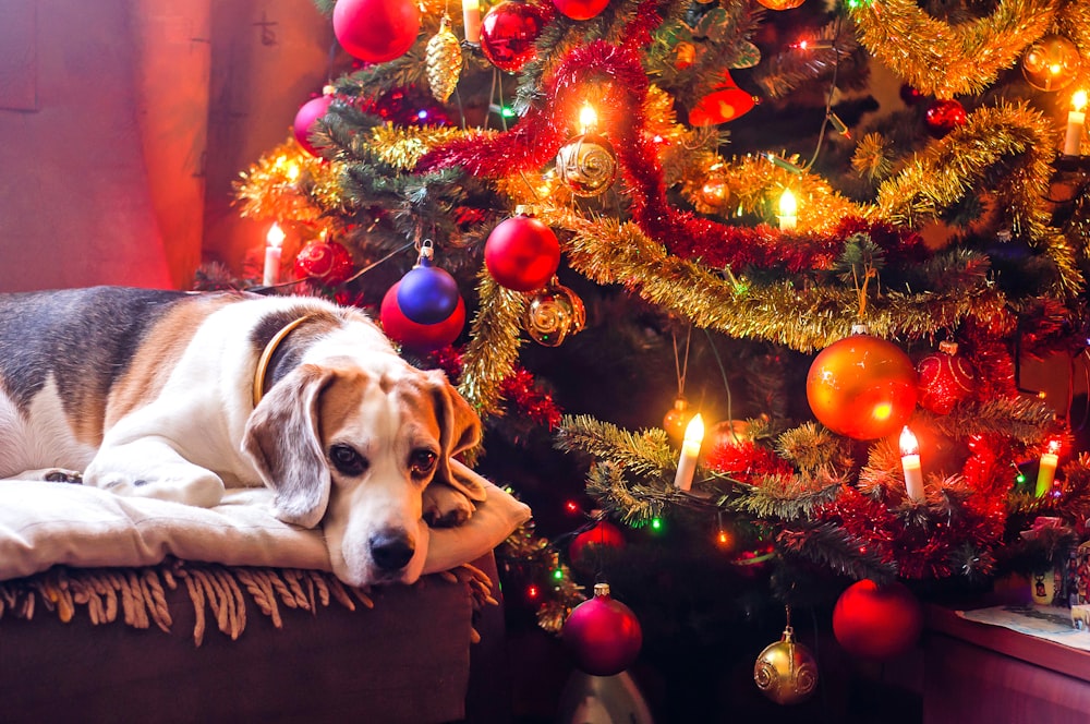 tricolor beagle lying next to Christmas tree