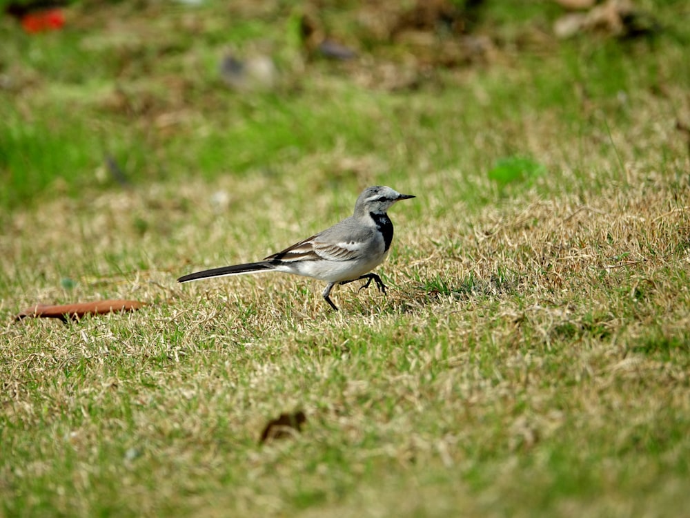 pássaro cinzento pequeno na grama