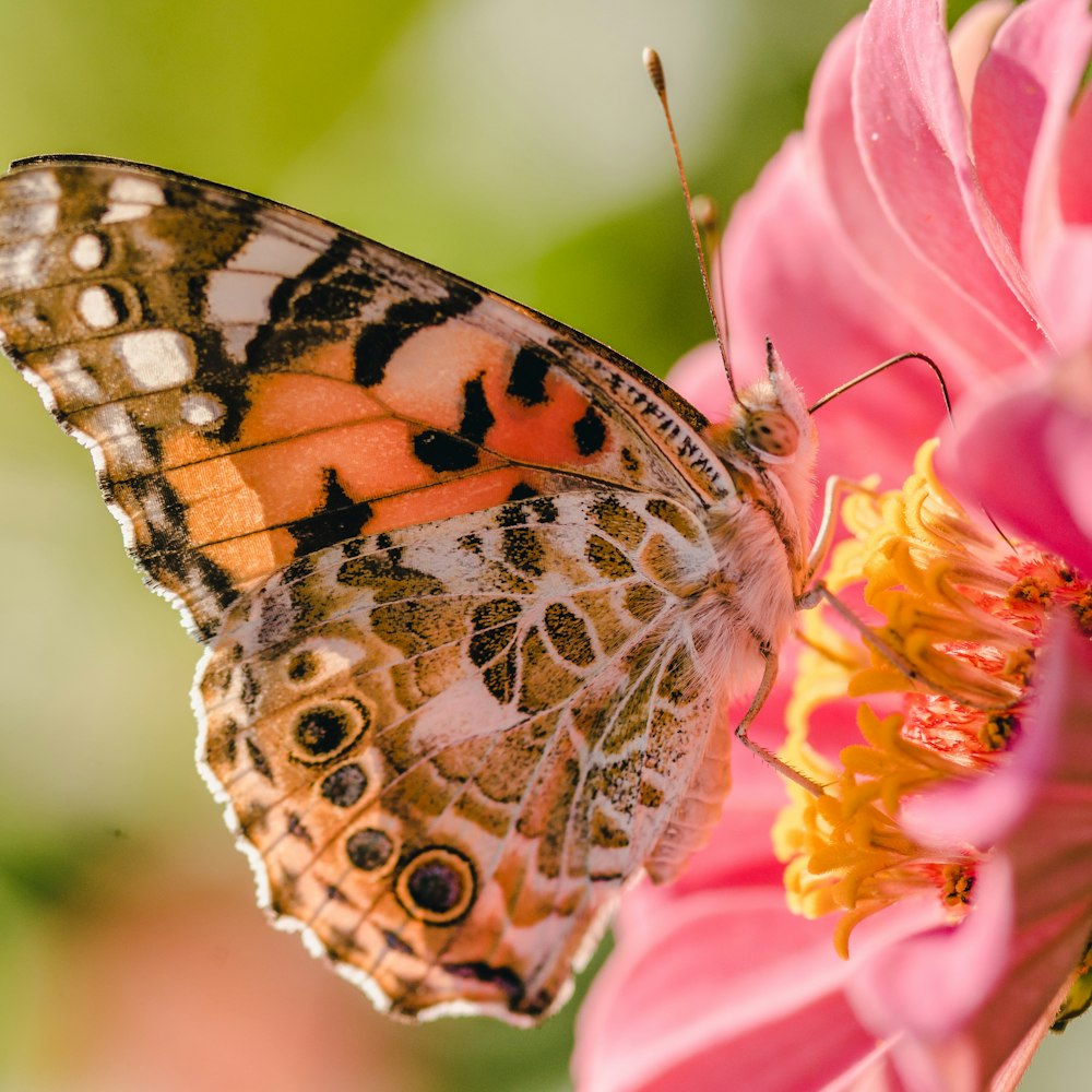 orange butterfly perching on pink flower