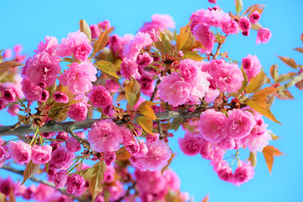 pink flowering trees