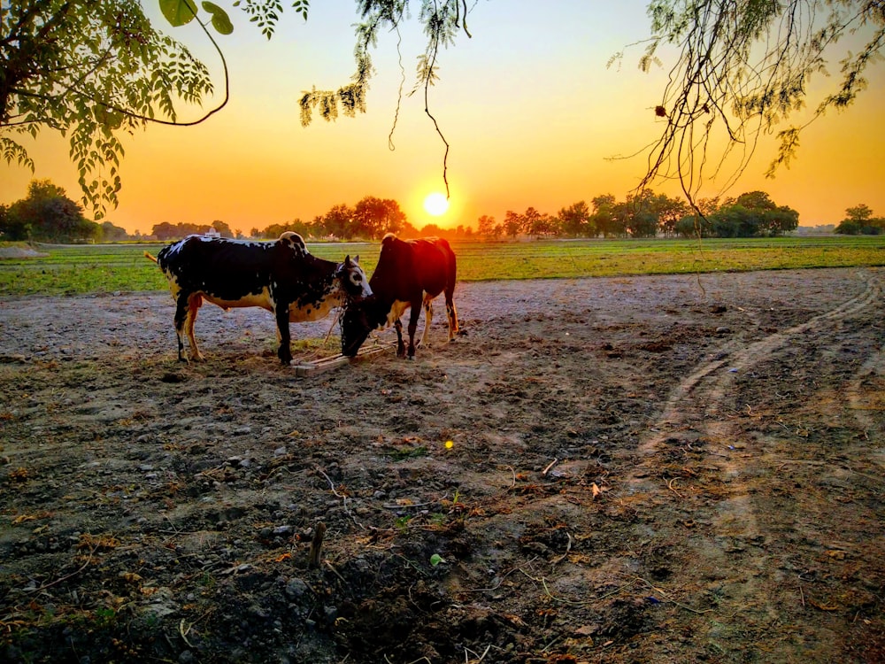gado sob a árvore durante o pôr do sol