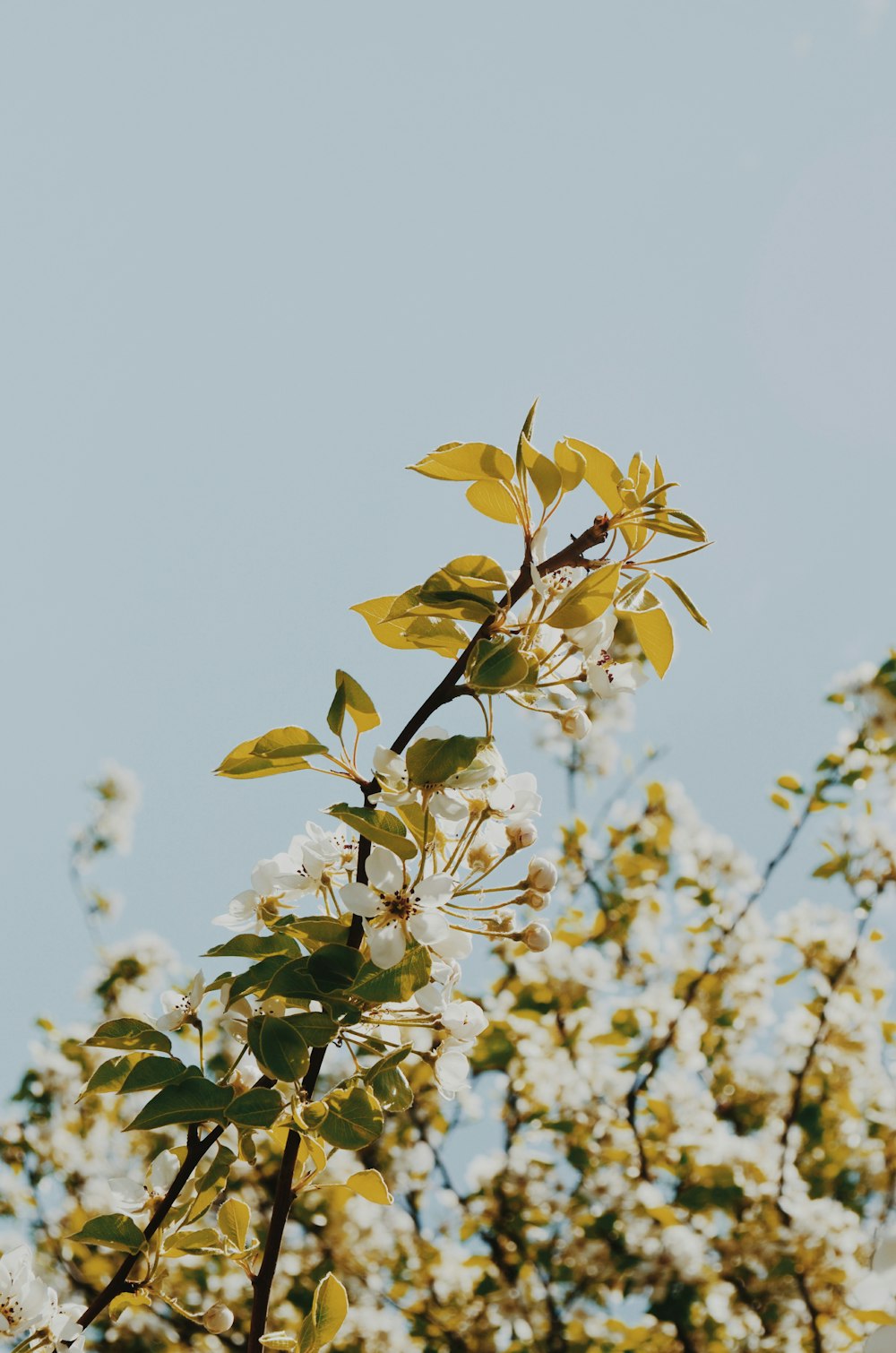 white flowering tree