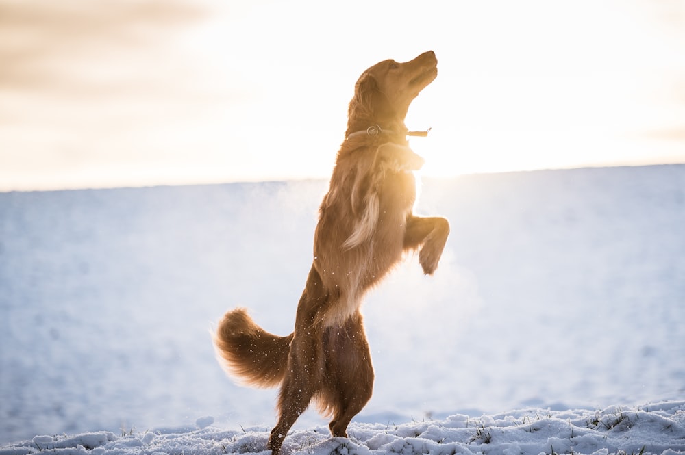 brown dog on snow