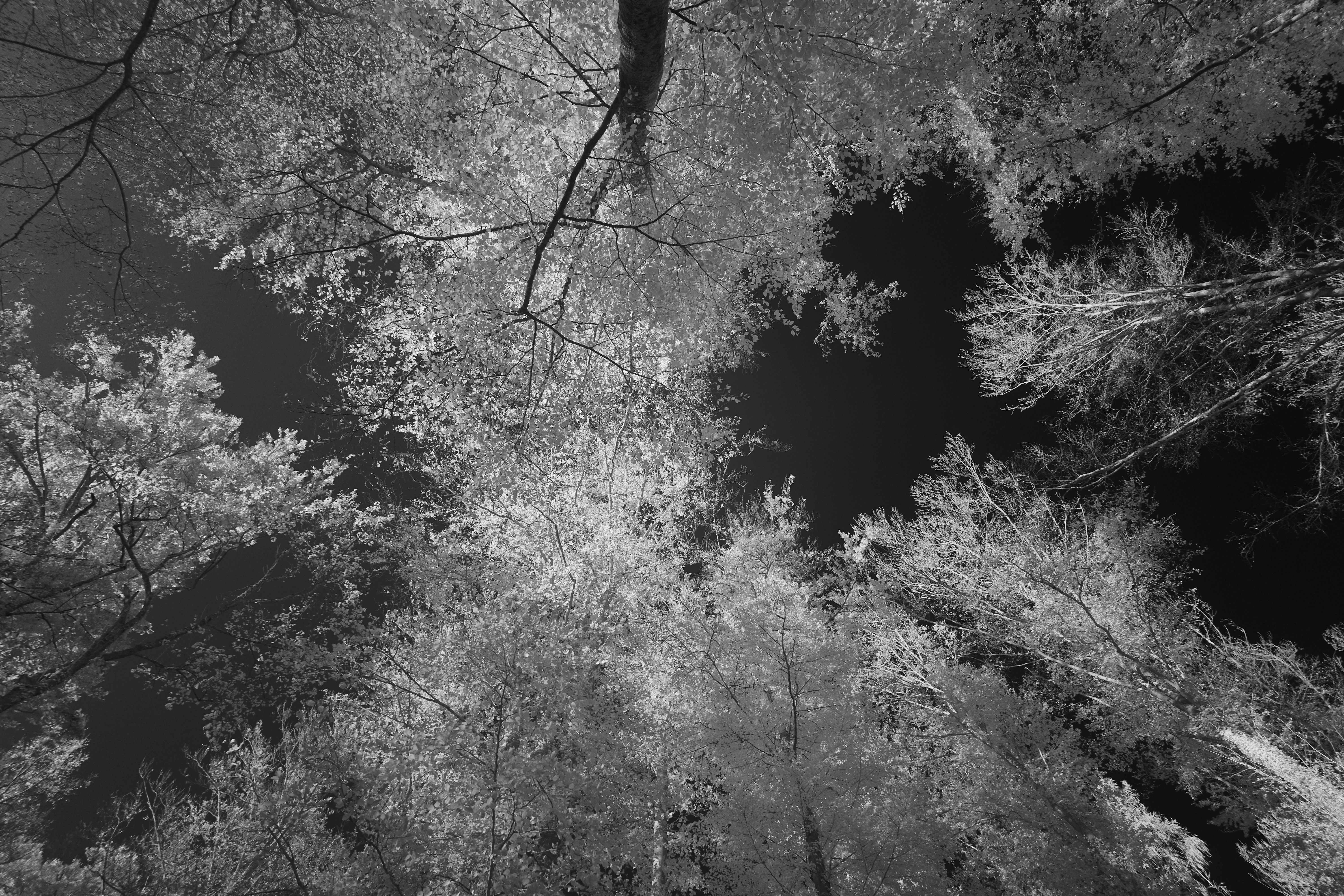 Photo by wolfgang_hasselmann