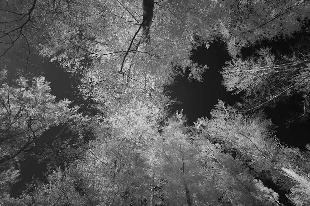 a black and white photo of tall trees