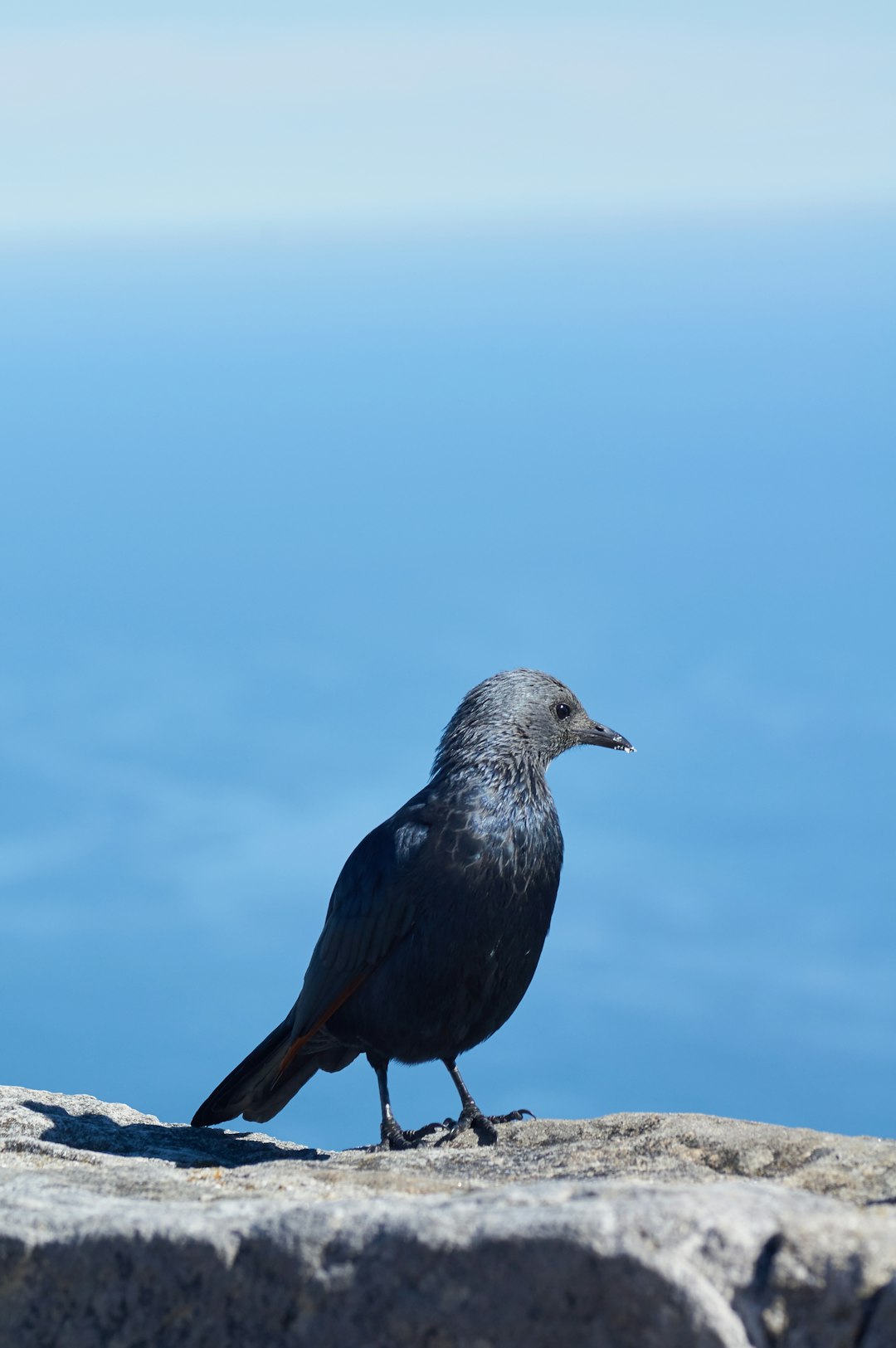 black bird on stone during daytime