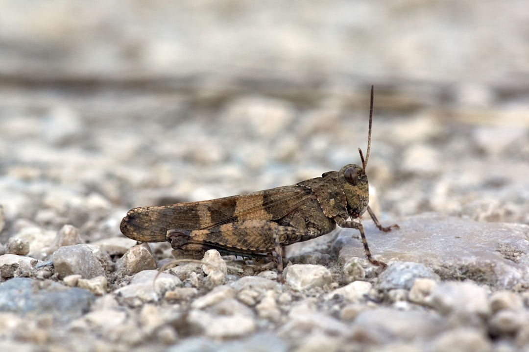 brown and gray grasshopper on stones