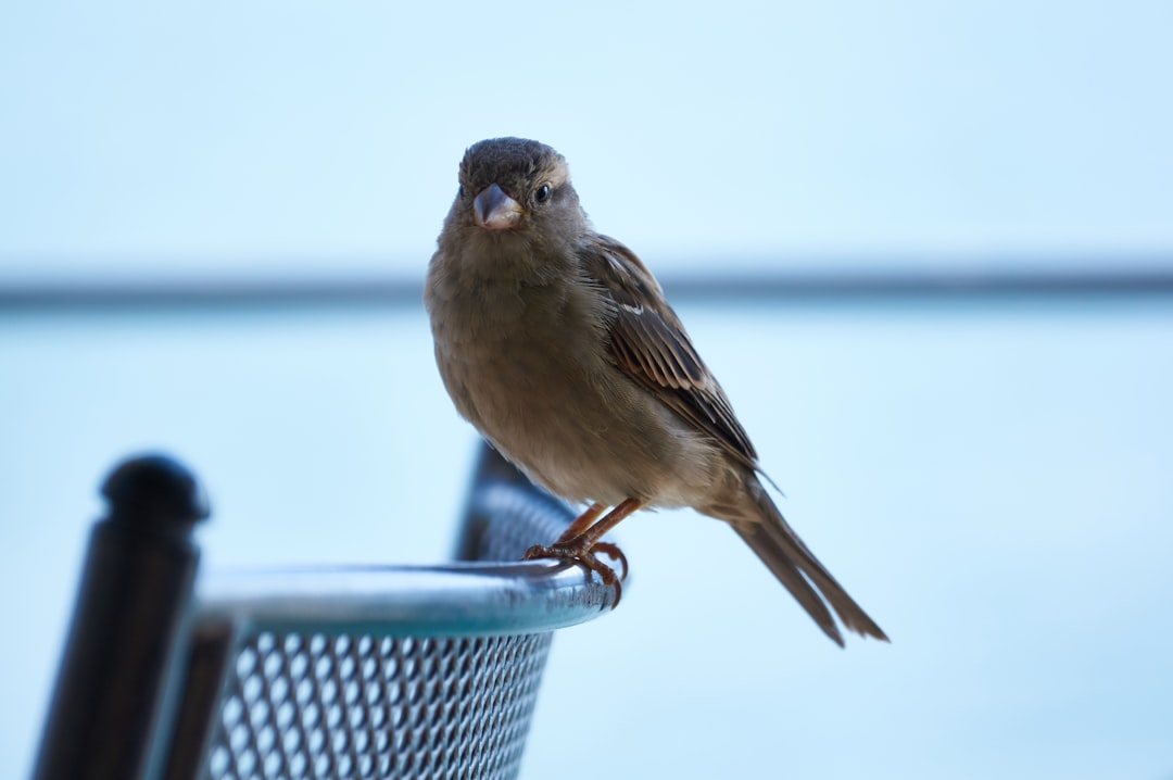 brown and gray bird on metal bench