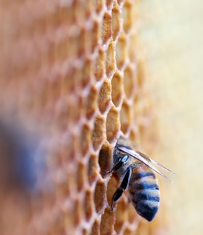 black and brown bee in honey comb