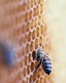 black and brown bee in honey comb