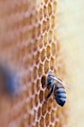 black and brown bee in honey comb