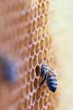 black and brown bee in honey comb
