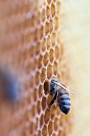 black and brown bee in honey comb