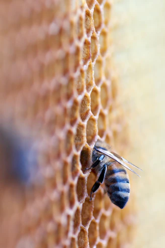 black and brown bee in honey comb