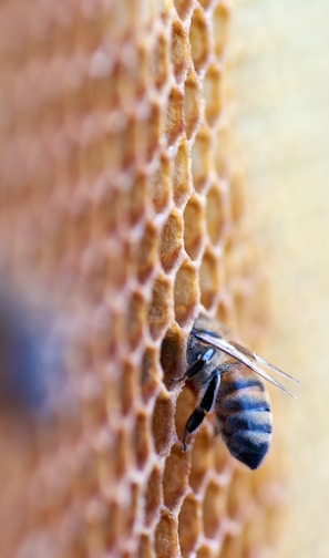 black and brown bee in honey comb