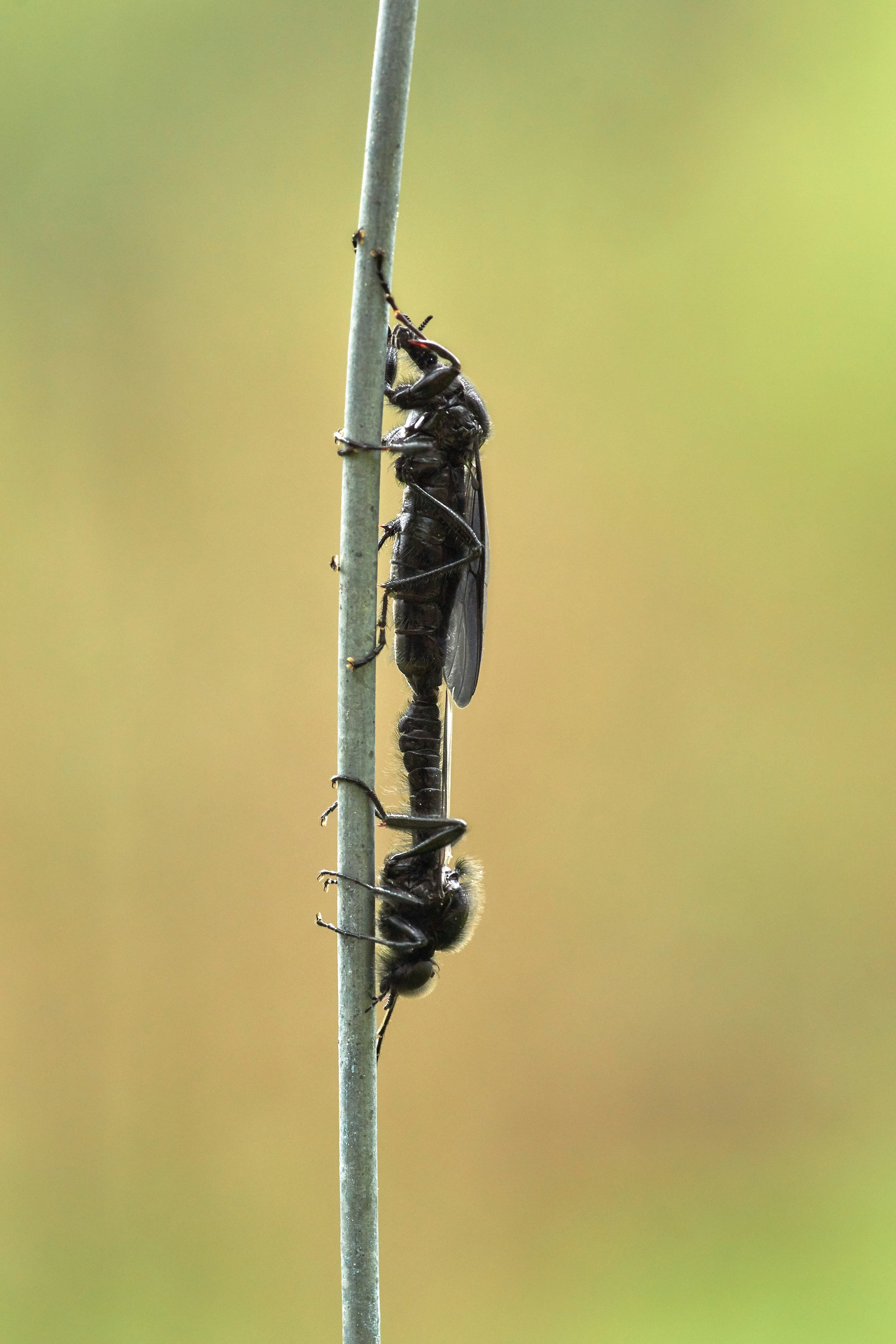 Photo by wolfgang_hasselmann