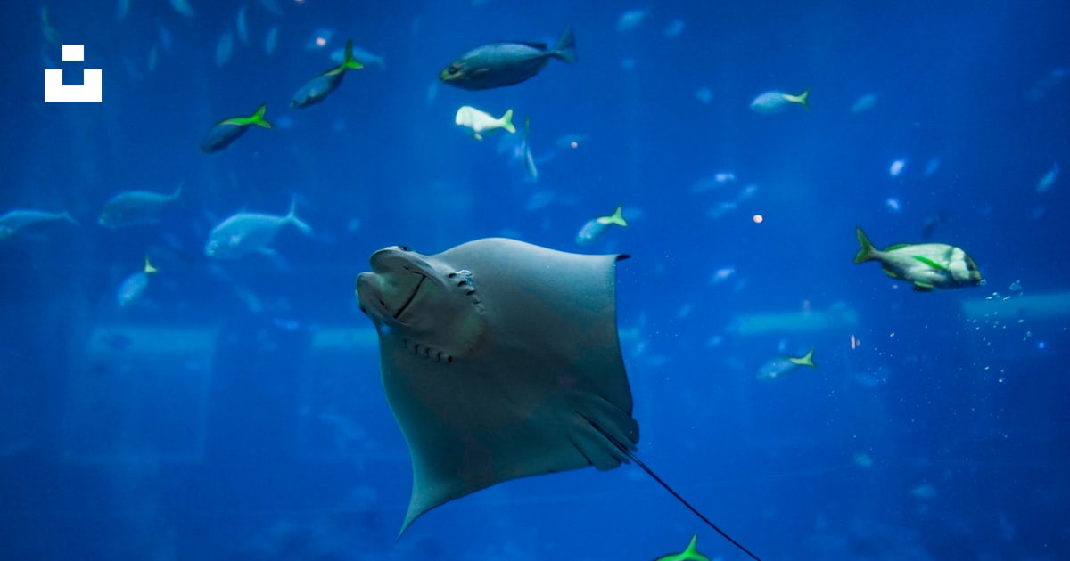 Gray stingray underwater photo – Free Blue Image on Unsplash