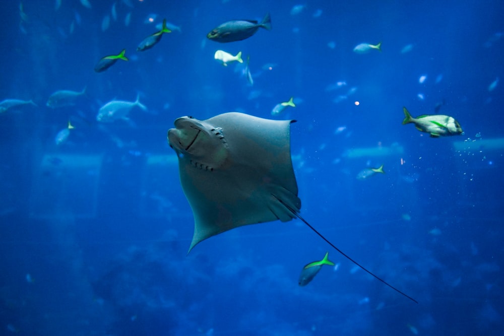 gray stingray underwater