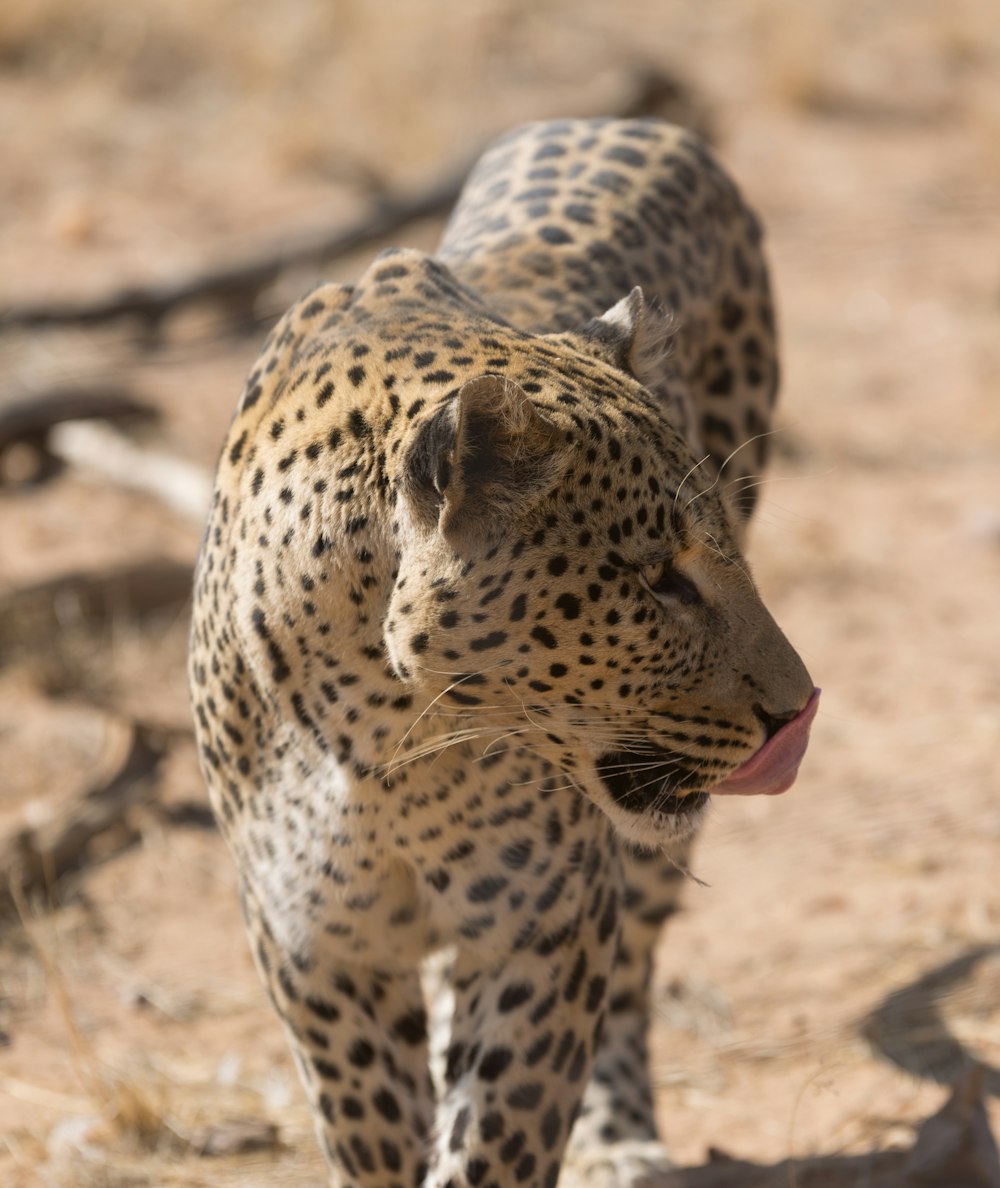 leopard licking it's nose