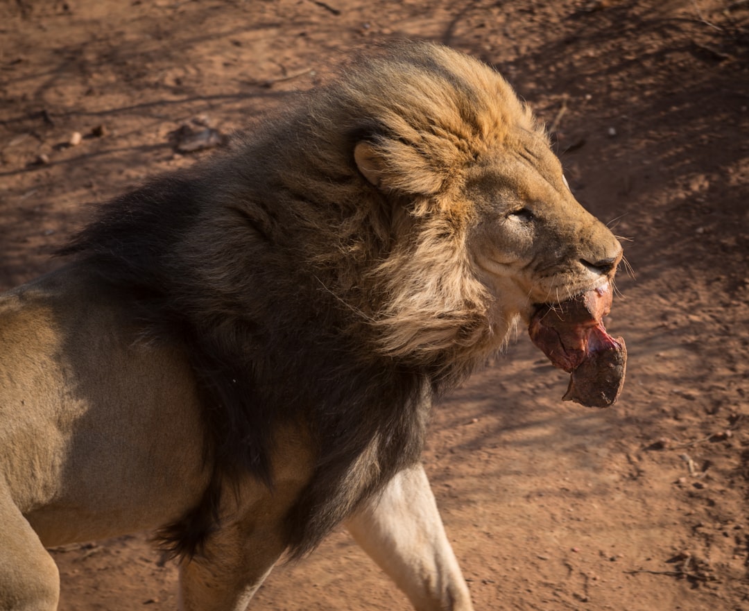 adult lion with meat hanging from it's mouth