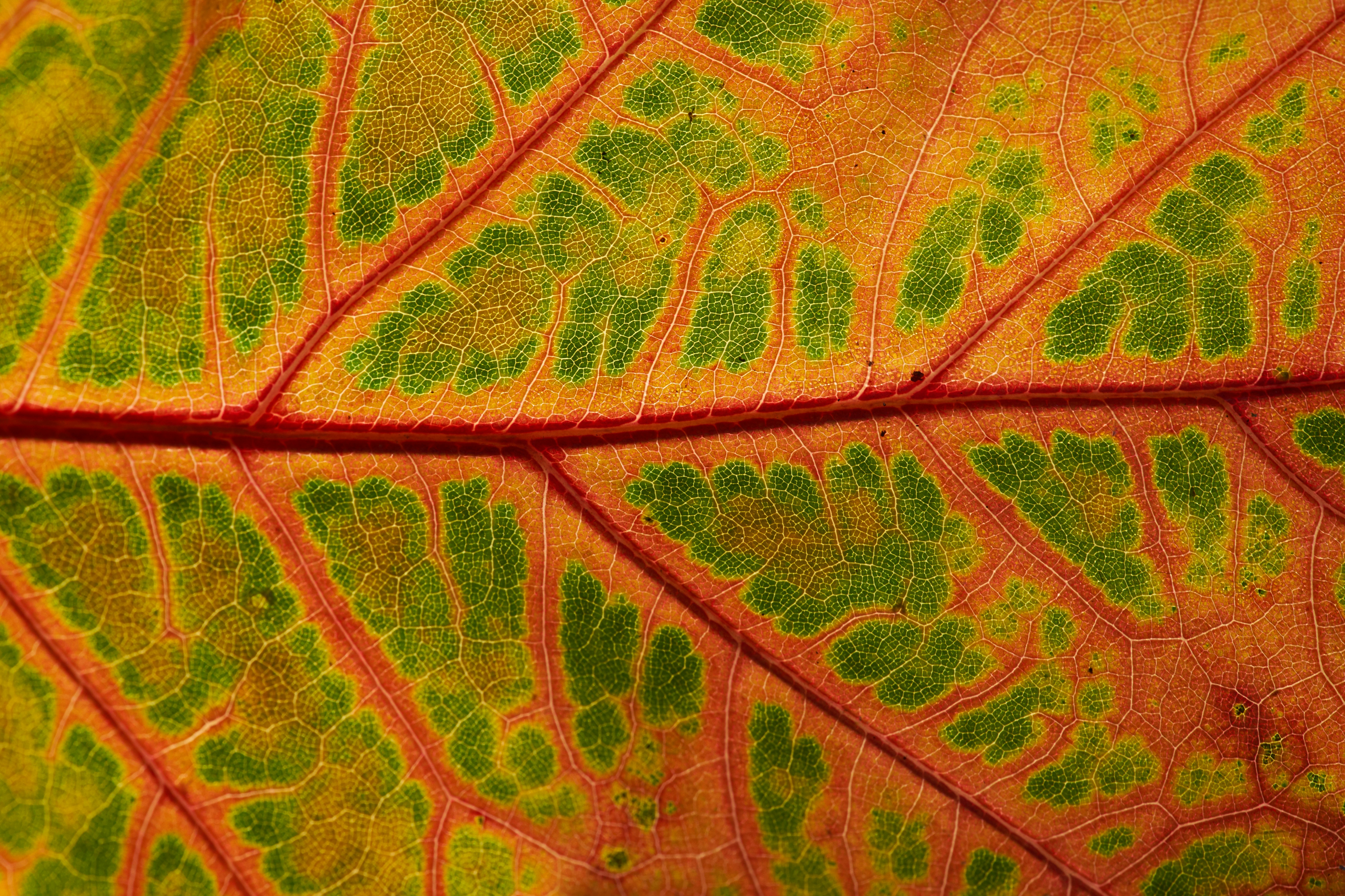 Closeup photography of green and orange leaf photo Free Veins Image