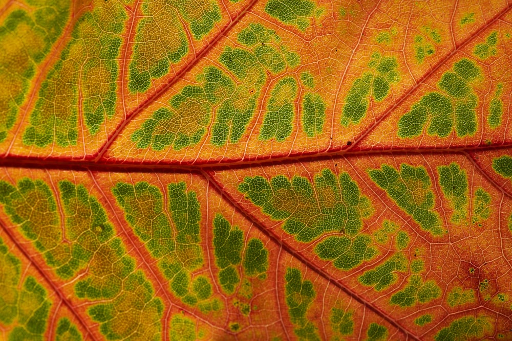 closeup photography of green and orange leaf