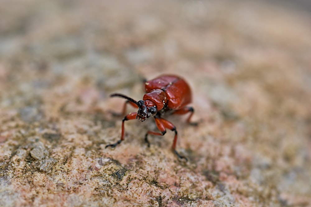 closeup photography of brown beetle