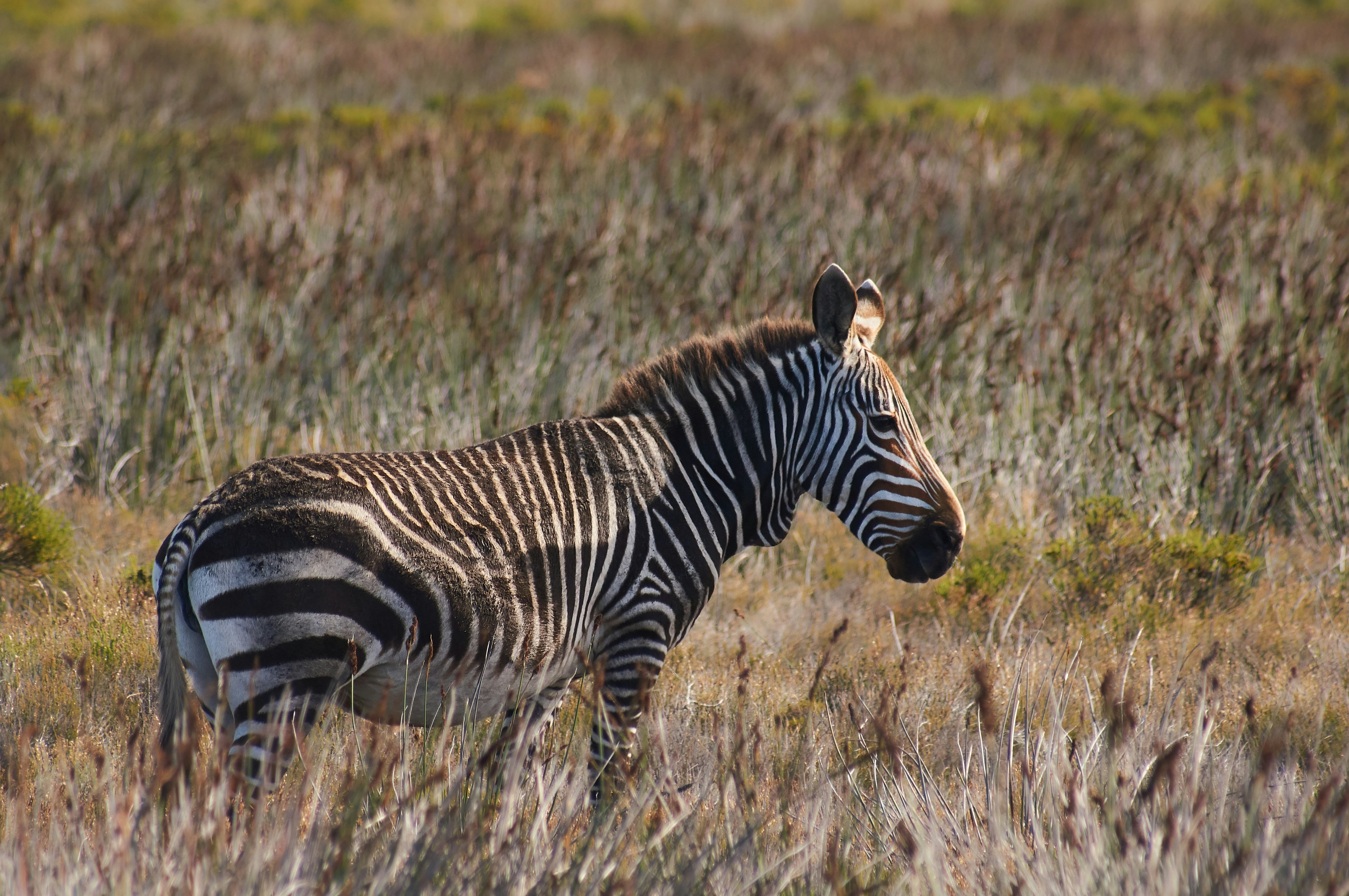 Photo by wolfgang_hasselmann